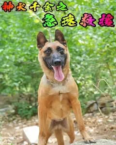 神犬千金之急速救援