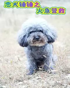 忠犬锤锤之火急营救