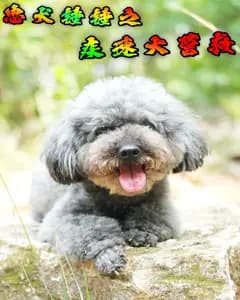 忠犬锤锤之疾速大营救