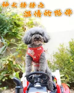 神犬锤锤之温情的陪伴