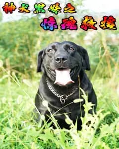 神犬黑妹之惊魂救援