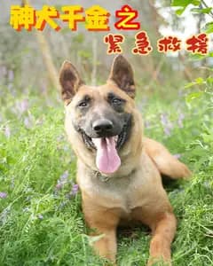 神犬千金之紧急救援