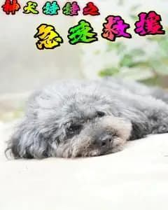 神犬锤锤之急速救援