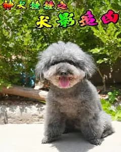 神犬锤锤之犬影追凶