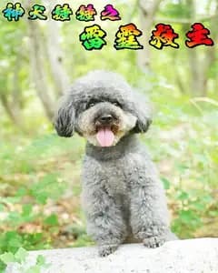 神犬锤锤之雷霆救主