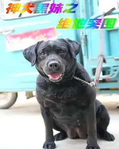 神犬黑妹之绝地突围