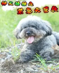 神犬锤锤之紧急大营救