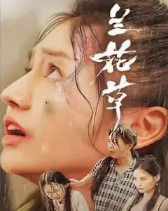 兰花草