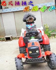 忠犬锤锤之生死守护