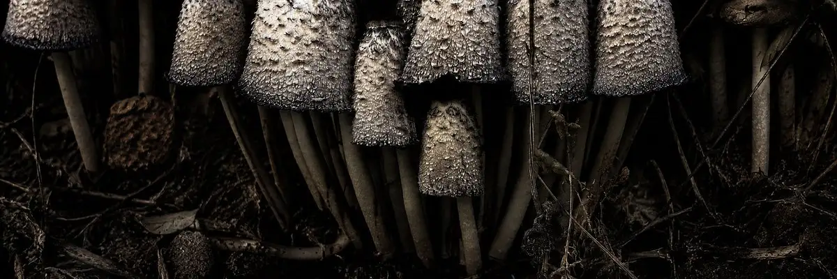Moody Wide Macro Mushroom Cluster