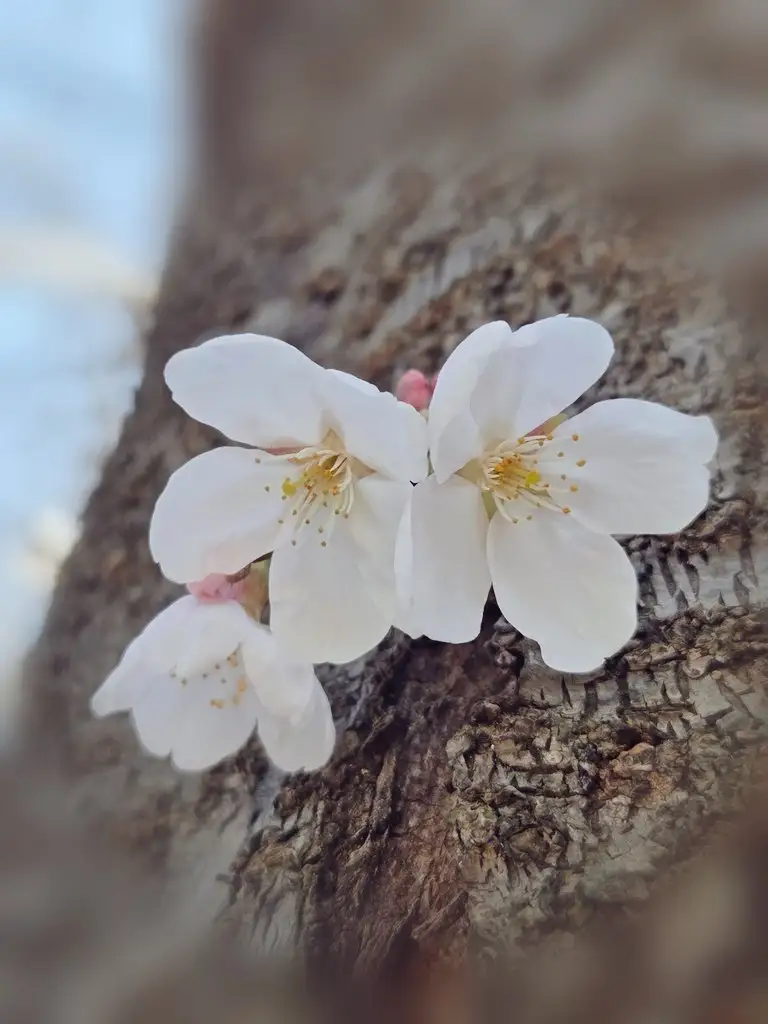 樱花小泉