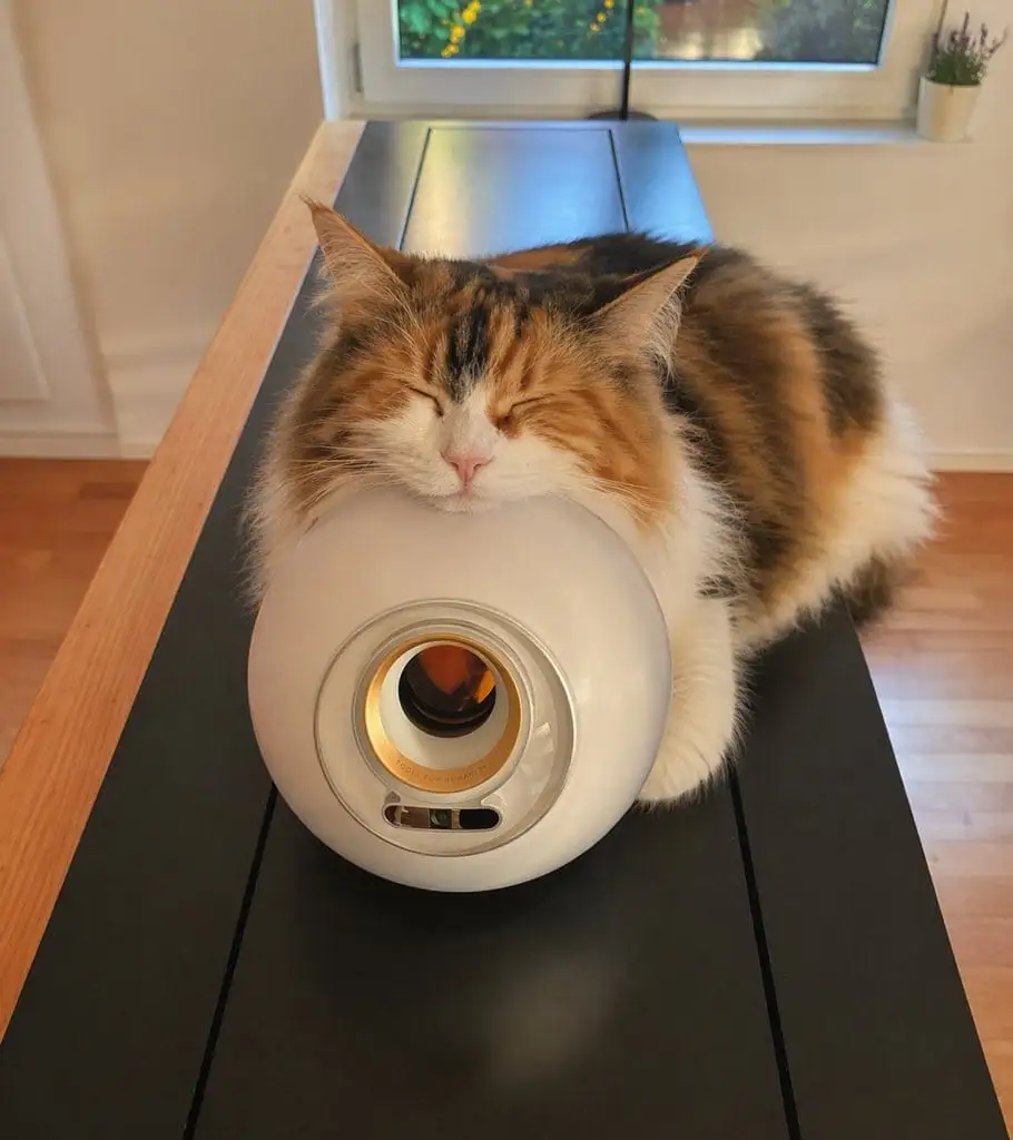 熟睡三花猫 | 温暖家居宠物摄影