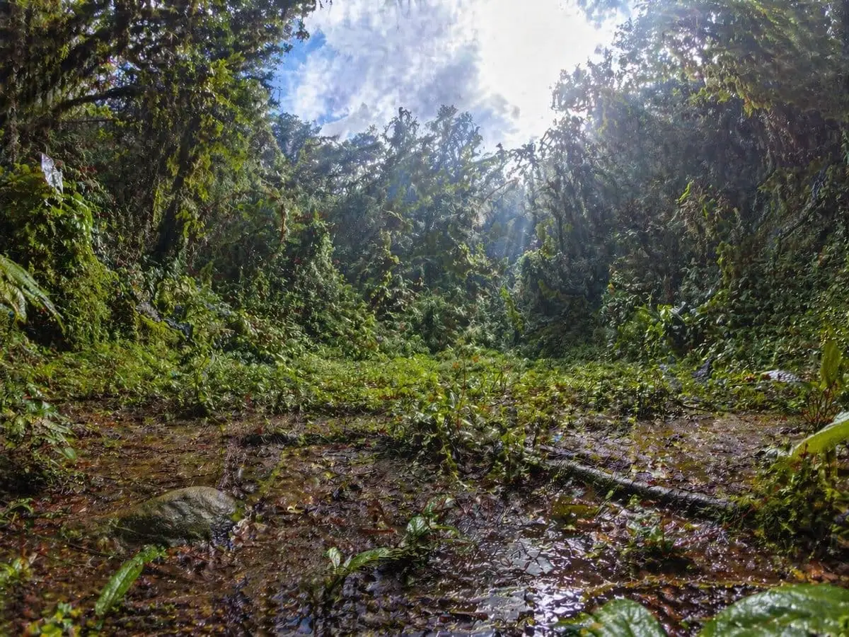 雨林空地·微瑕疵超广角摄影
