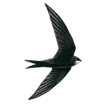 Debug MCP 40540639 logo