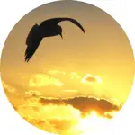 forager (Plaidfinch) logo