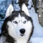 MCP File Manager logo
