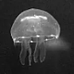Dart Pub MCP logo